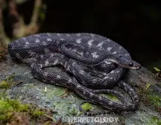 NG体育官方网站-离谱！广东宏远围绕足总杯造点机会赛地聚焦——法国杯今晚热度飙升，意大利杯关键时刻走向成谜的简单介绍